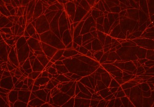 réseau capillaire. (Image prise au microscope optique. Valeur d'agrandissement non disponible 