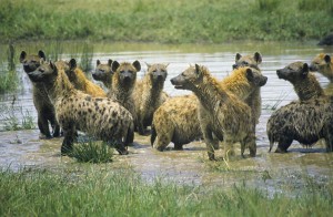 spotted_groupinwater